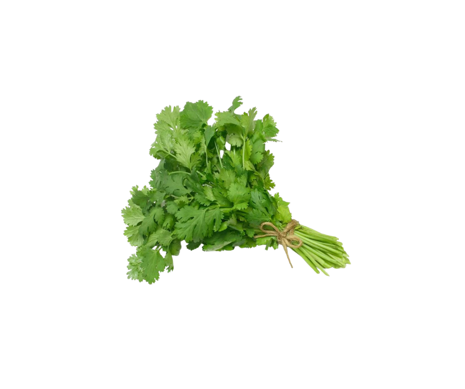 Fresh coriander leaves, aromatic green herb, commonly used in Indian and global cooking for flavor and garnish
